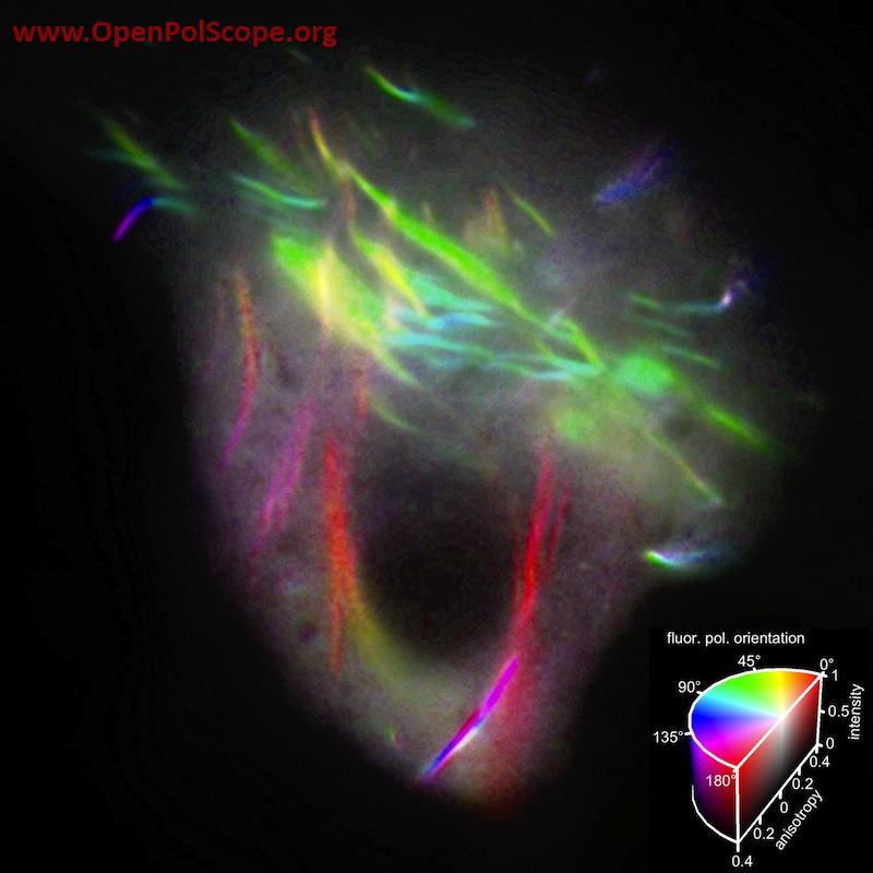 MDK Cell ColorMap Image. Credit: Bradley DeMay and Amy Gladfelter, Dartmouth College.
