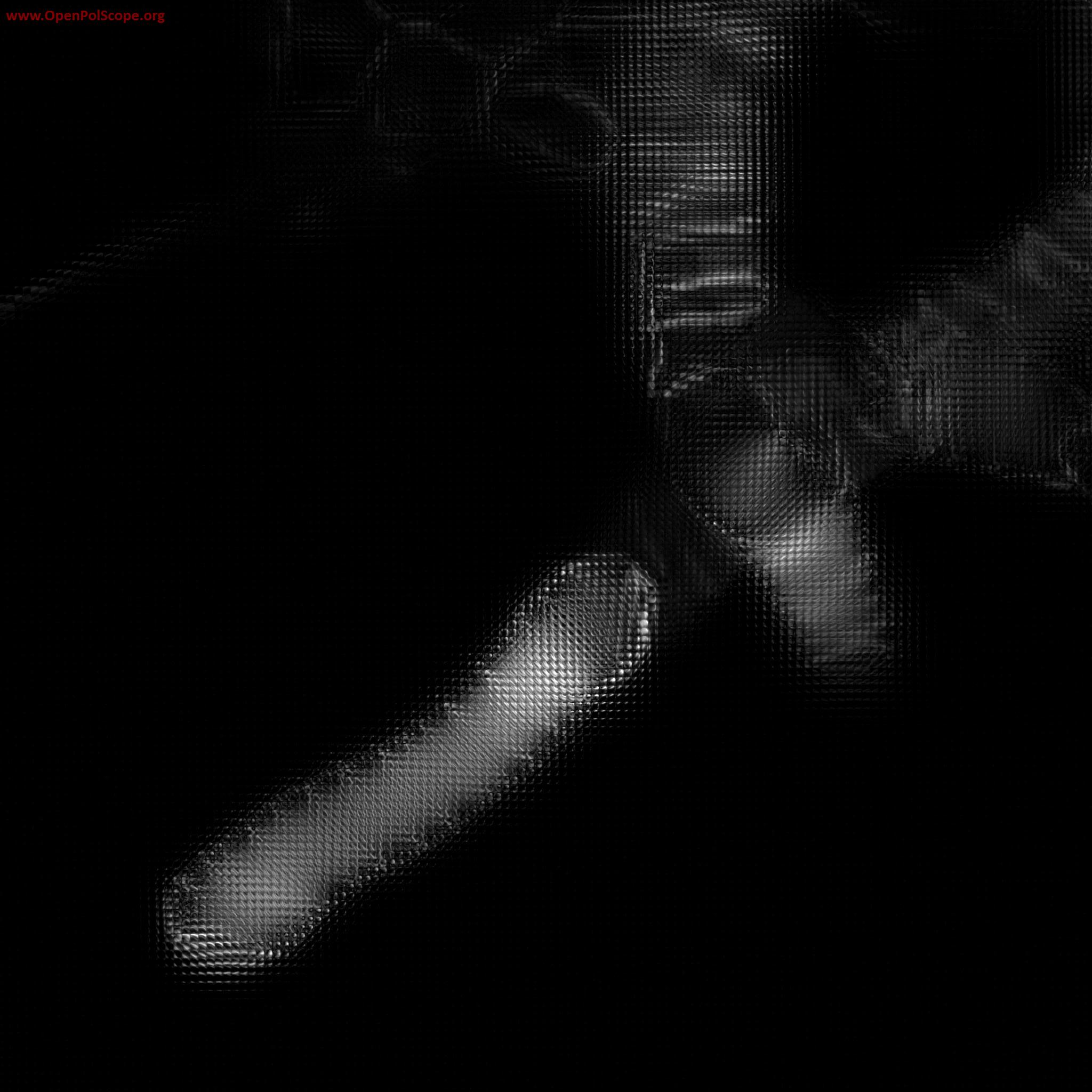 Xylem Cell Retardance LightField Image - Tobias Baskin/Rudolf Oldenbourg
