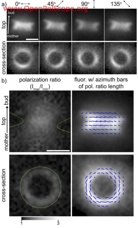 Fluorescence-Polarization: Polarized fluorescence of GFP labeled septin hourglass structure in budding yeast. (a) Polarized fluorescence of GFP attached to septin molecules (Cdc12) lining the bud neck. Viewing direction is either perpendicular (top panels, top view) or parallel to mother-daughter axis (bottom panels, cross-section view). DeMay et. al, 2011
